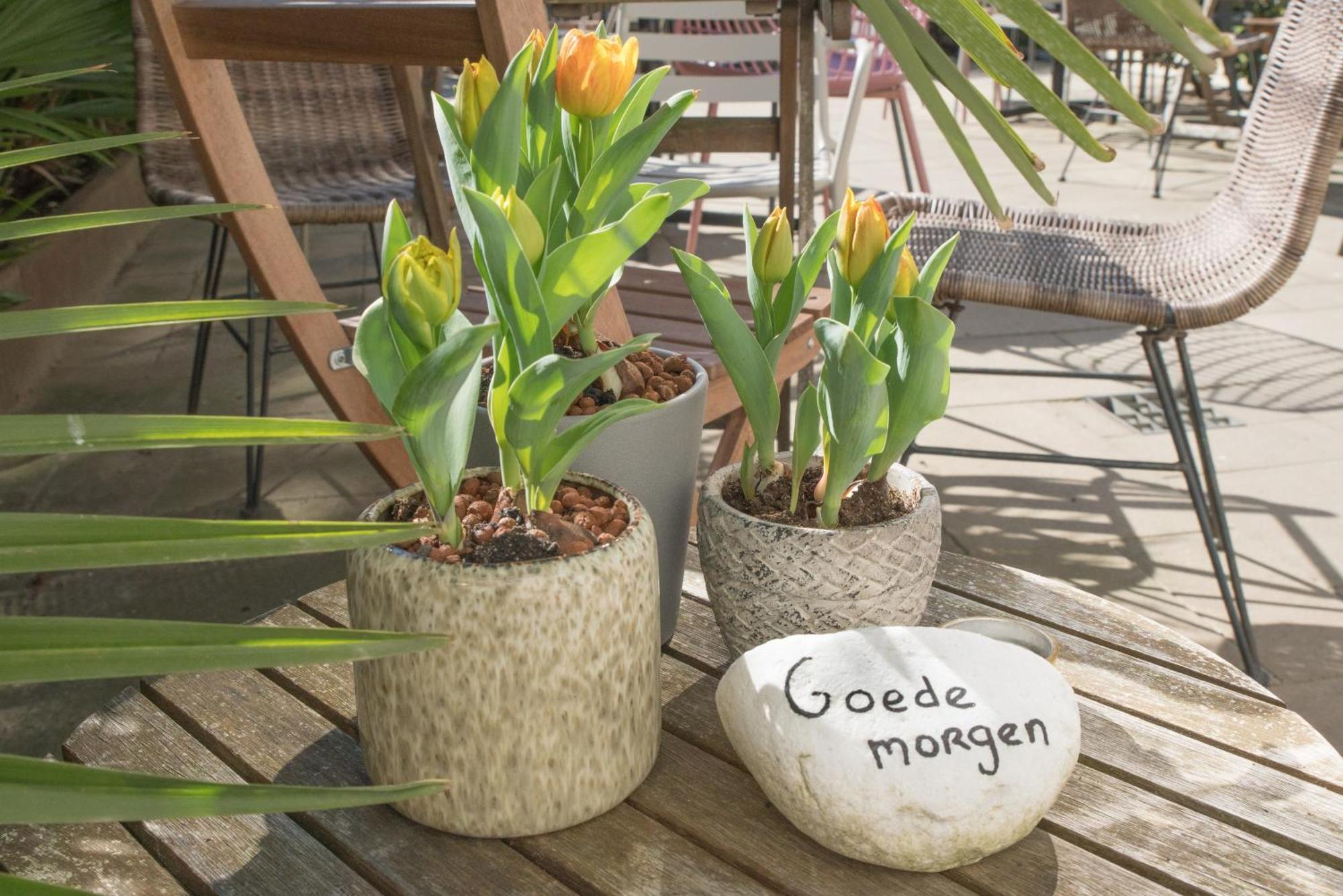 Hotel The Bloom Noordwijk
